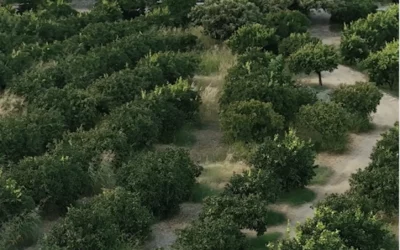 EDUCATIONAL I. P. S. S. E. O. A.