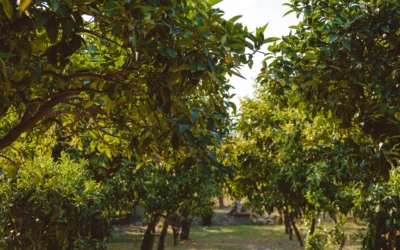 Agricamping Villa Vittoria: prossima apertura per la tua vacanza all’aria aperta tra ulivi secolari e natura calabrese