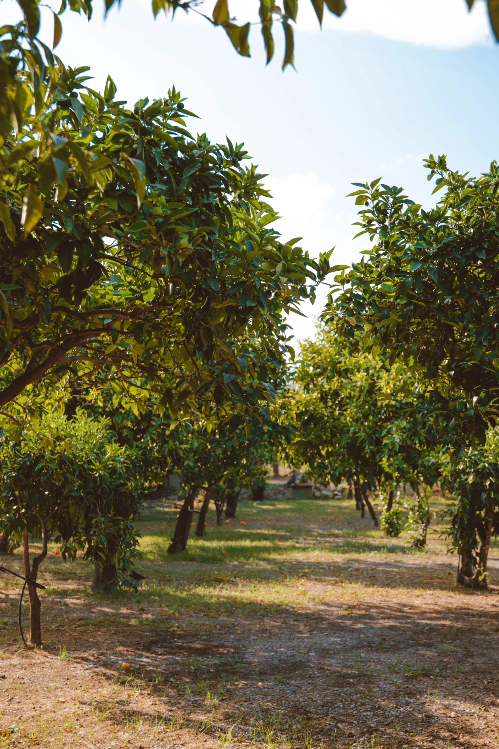 Le piantagioni Masseria